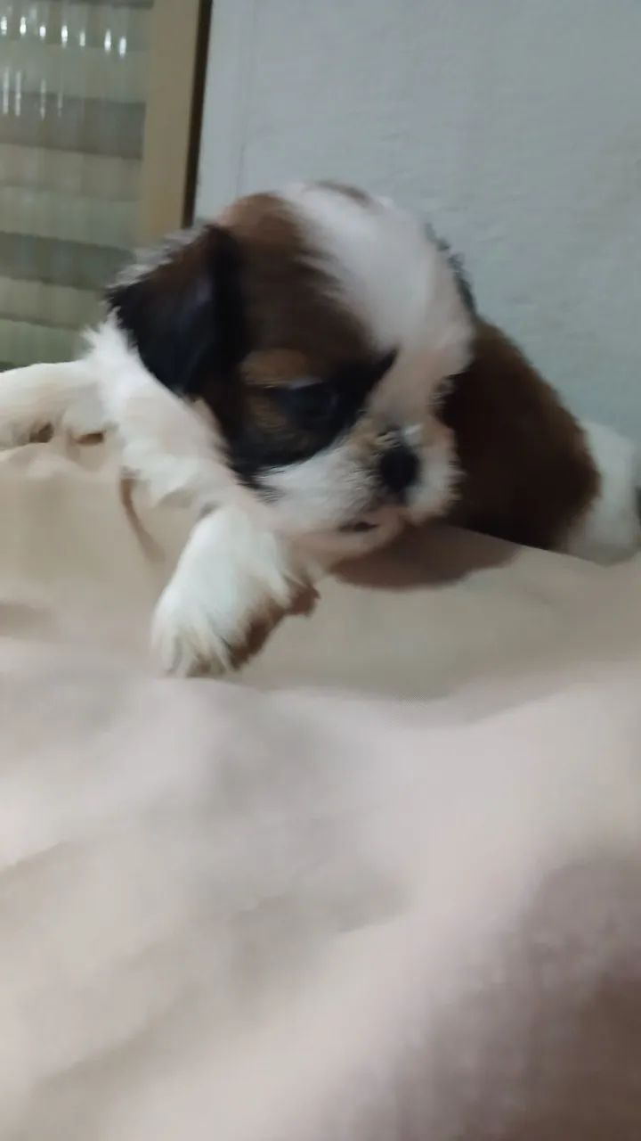 Shihtzu macho - Foto 3