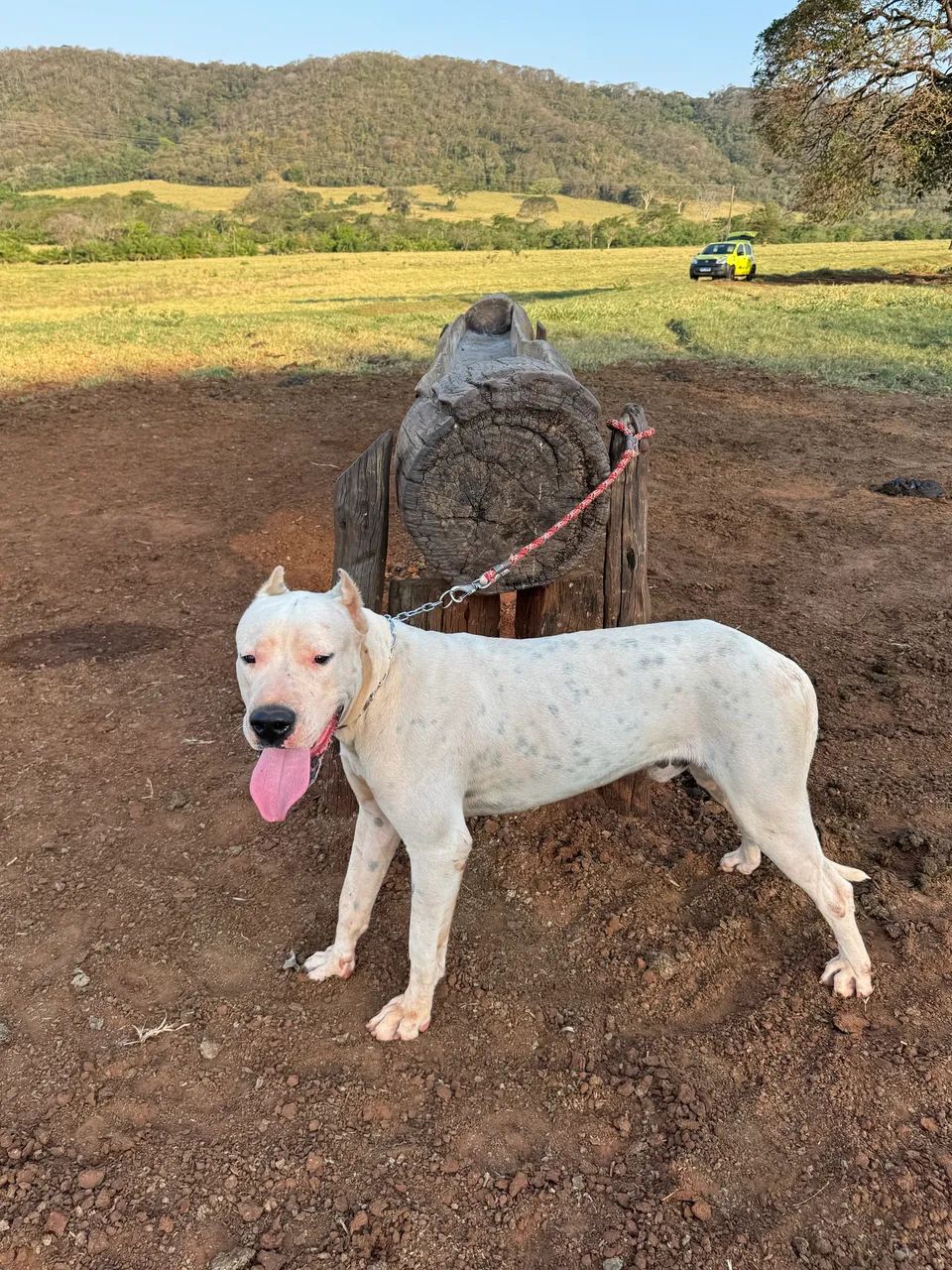 Dogo Argentino  - Foto 4