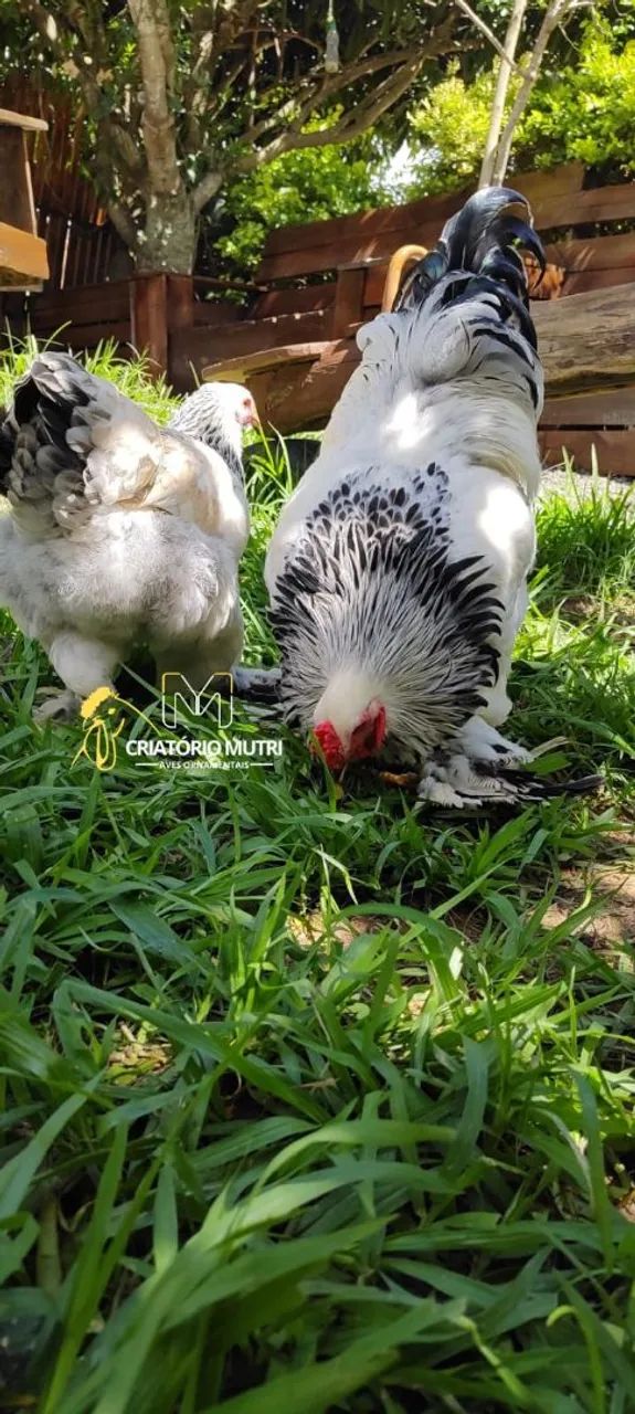 Ovos de galinha Brahma light  - Foto 3