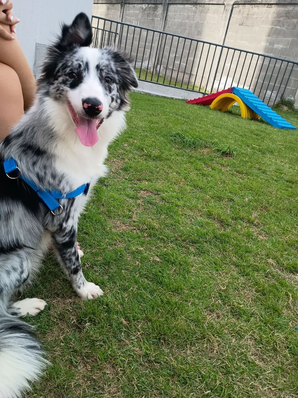 Cachorro Border Collie  - Foto 4