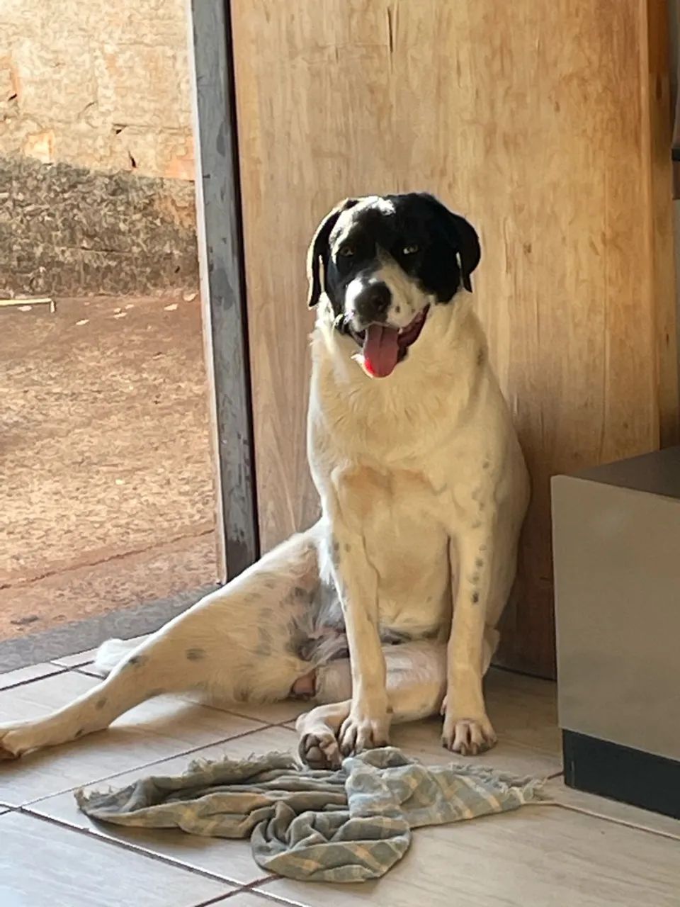Doa-se Cachorro  - Foto 4