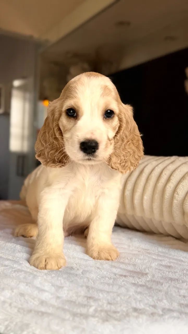 Cocker spaniel - Foto 2