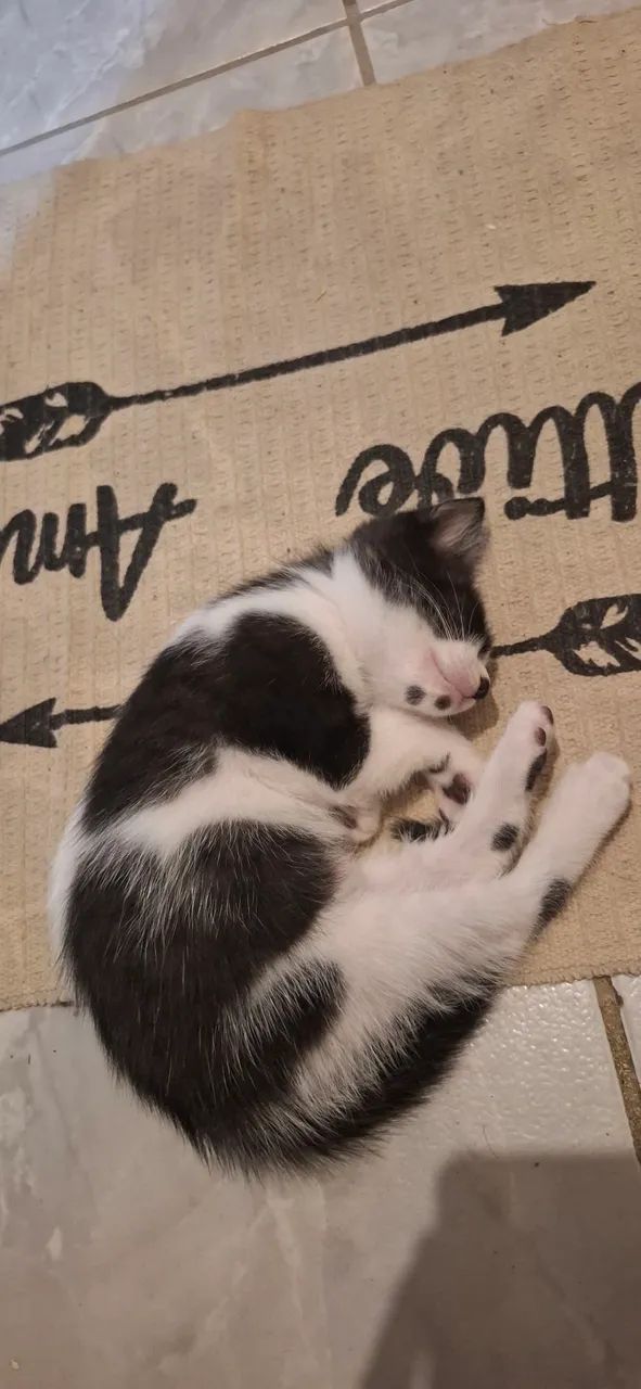 Adoção de gatinho urgente!! - Foto 4