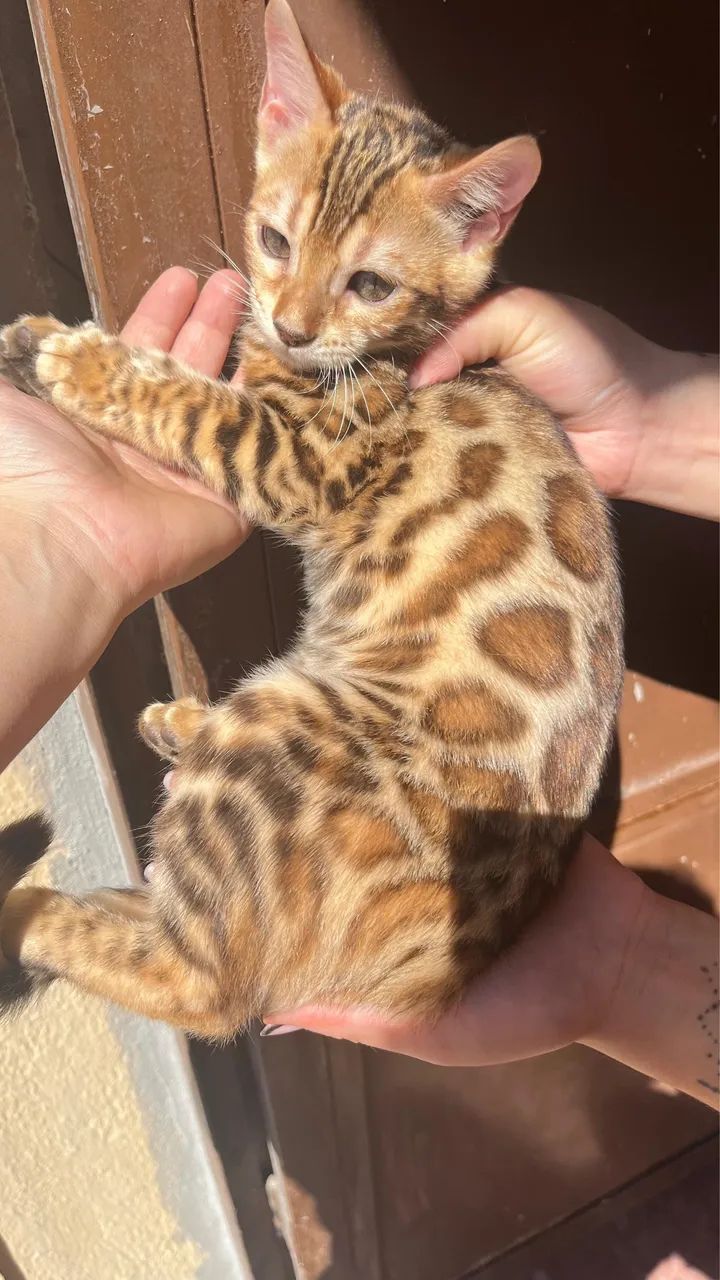 Filhotes de gato bengal - ler descritivo  - Foto 2
