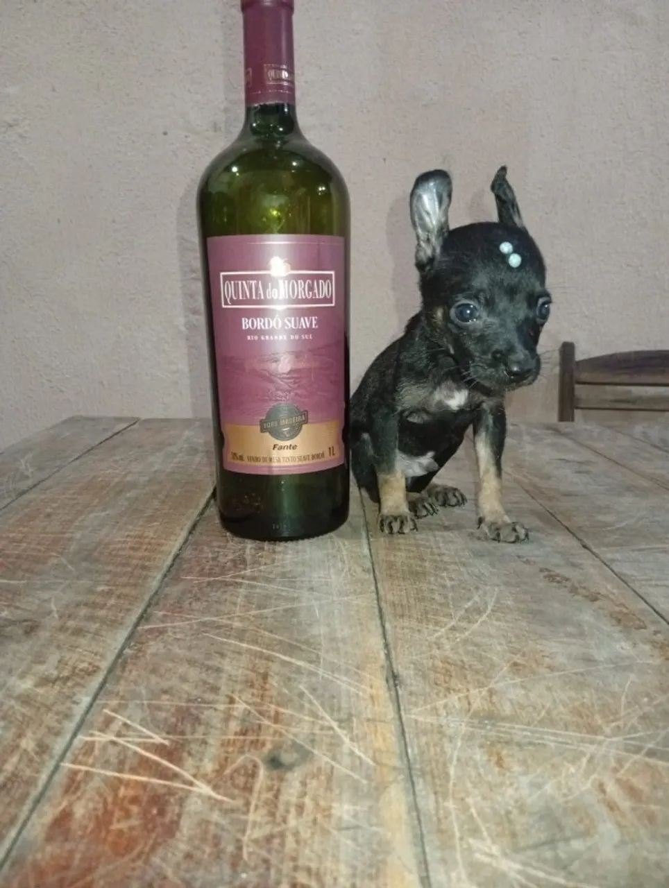 pinscher  - Foto 2