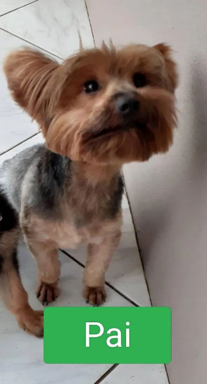 Filhotes de Yorkshire  - Foto 3