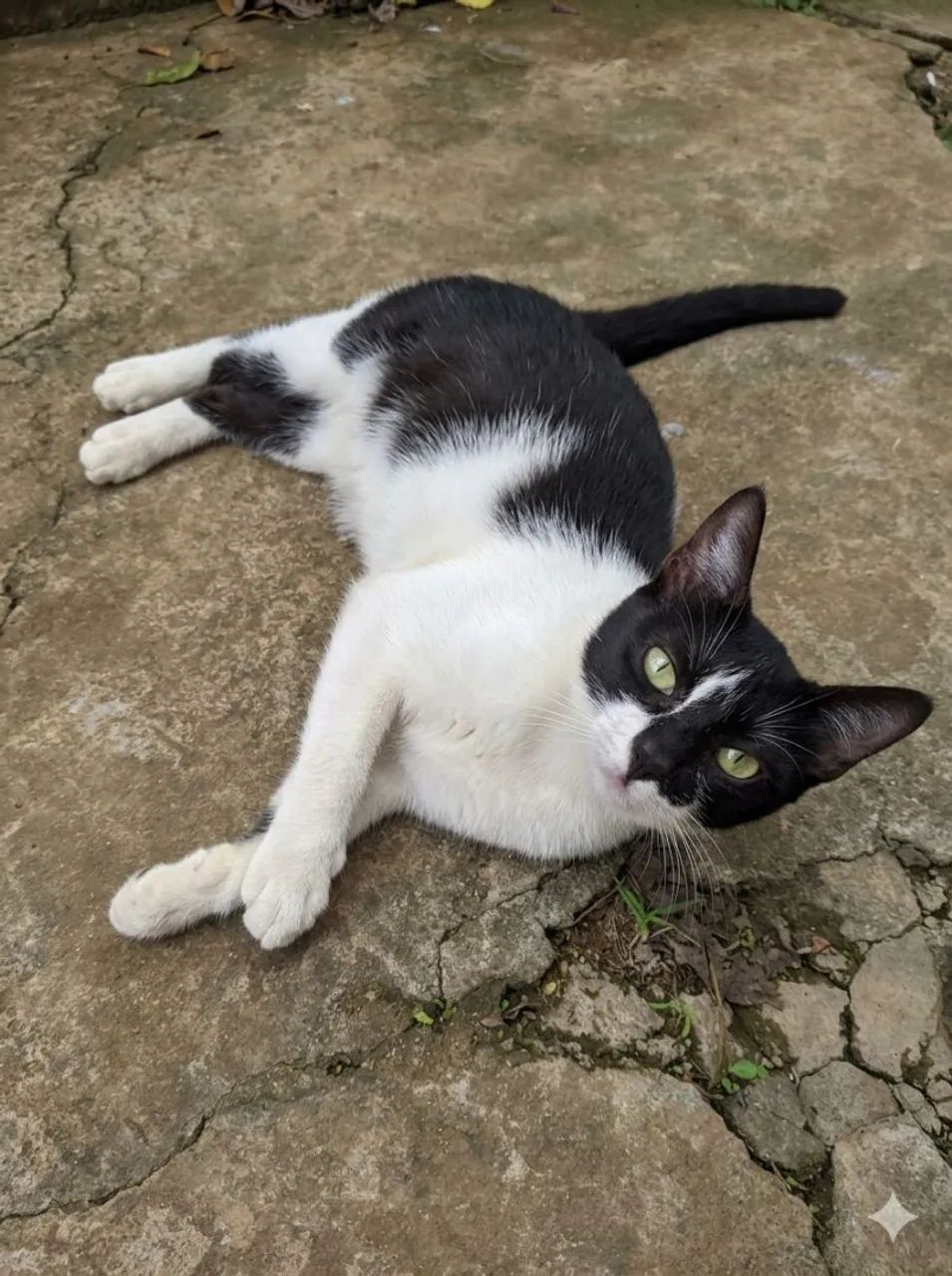 Adote a Mel - Foto 3