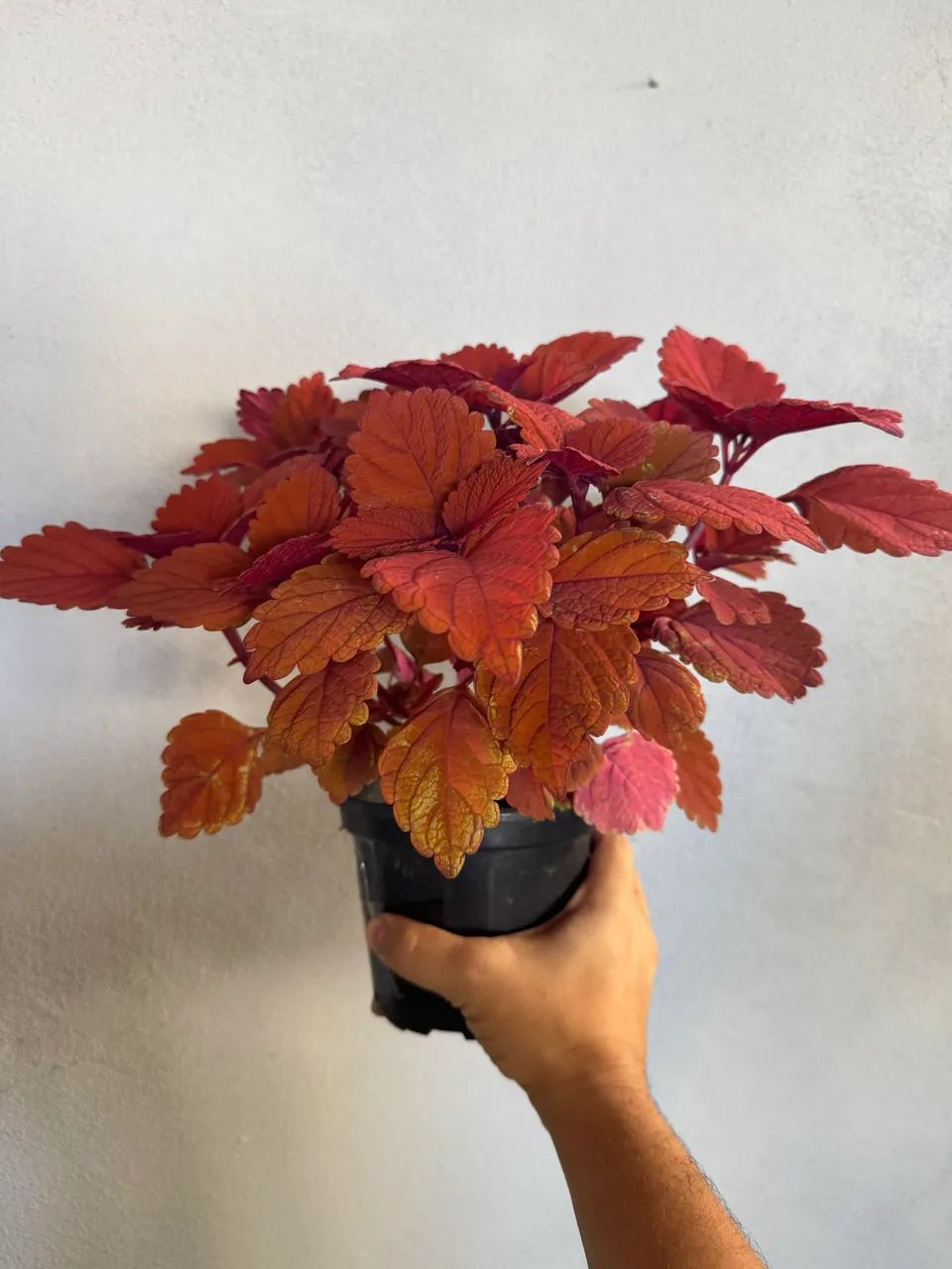 Muda coleus vermelho - Foto 2