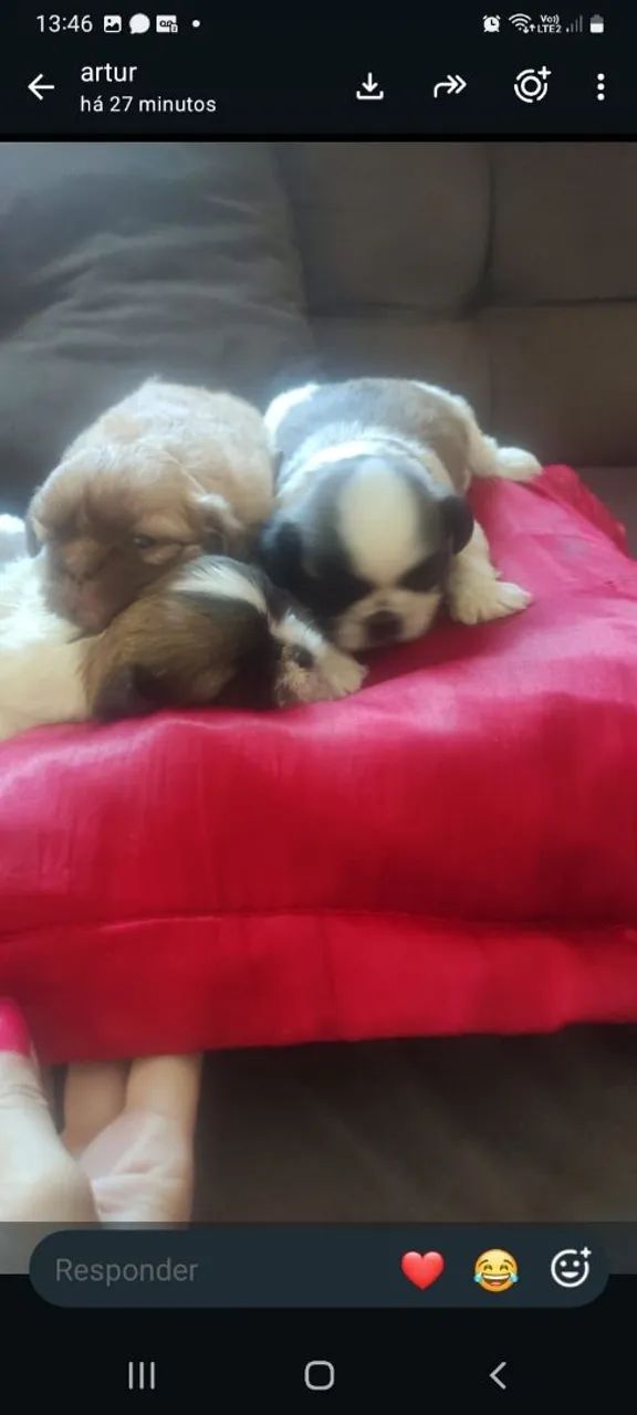 Shihtzu macho e fêmea 