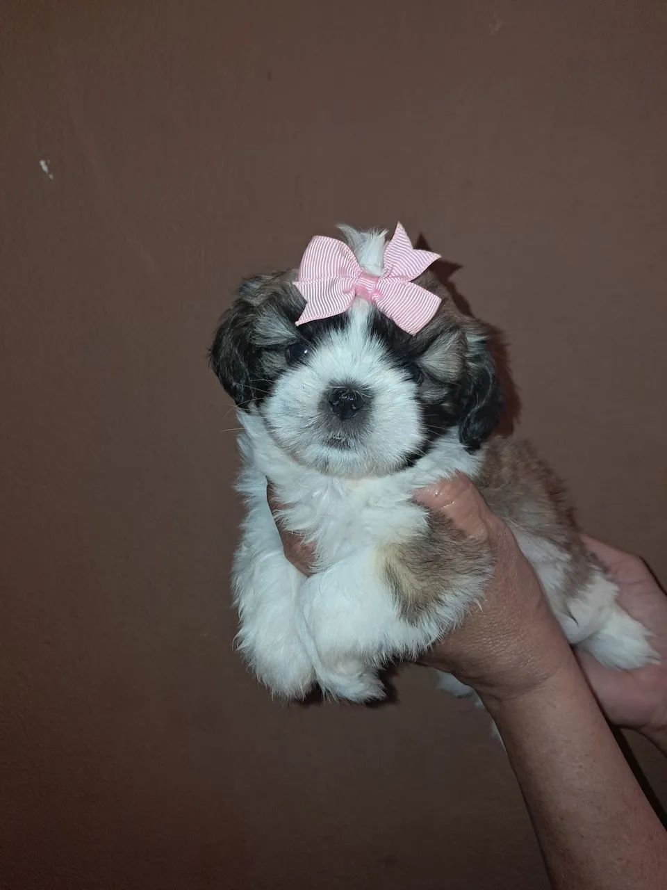 Cachorro shitzu  - Foto 3