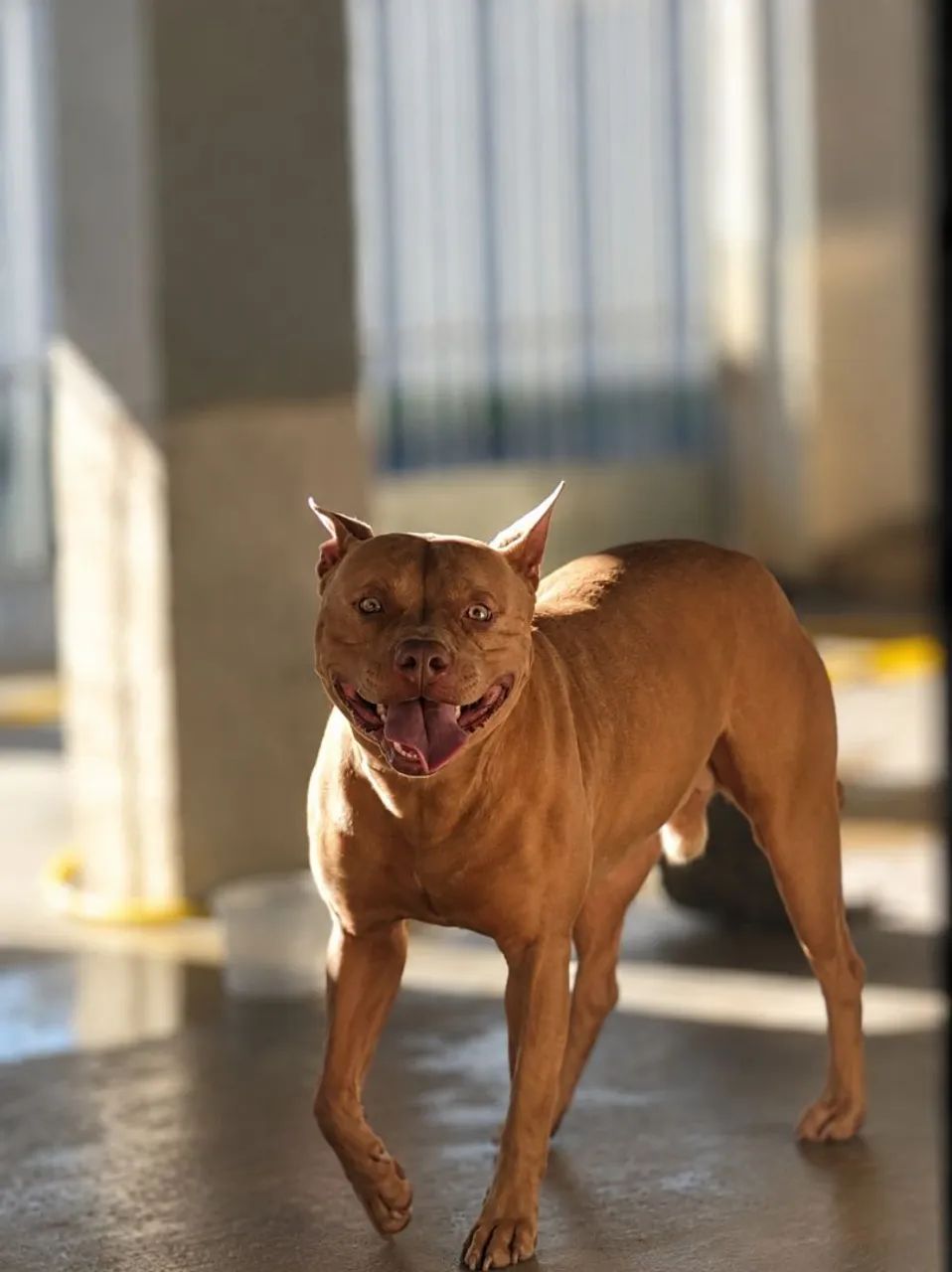 Pit Monster 