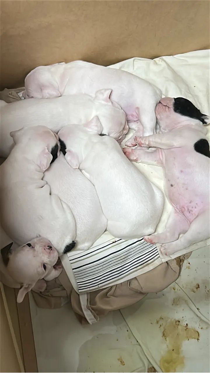 Bulldog francês - Foto 2