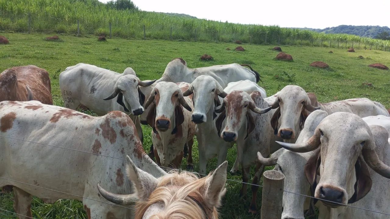 Vende-se Esterco de Vaca - Foto 4