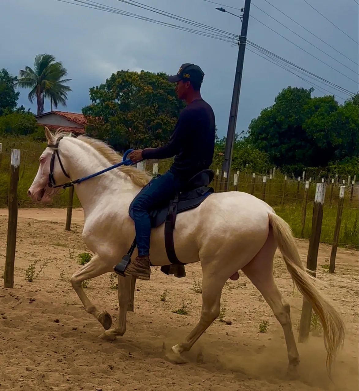 Cavalo Mangalarga - Foto 3