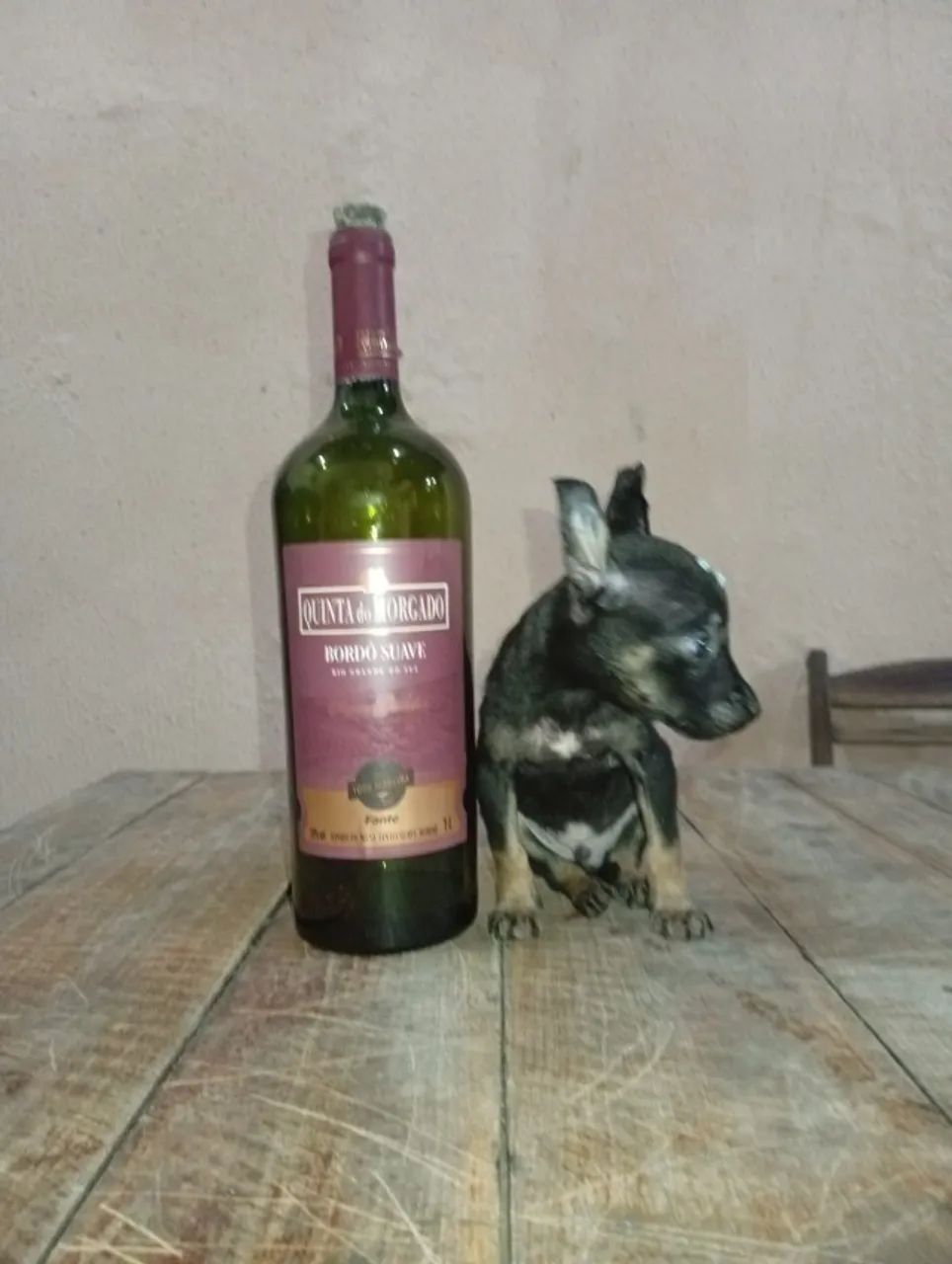 pinscher  - Foto 4