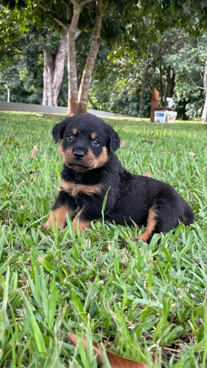 Rottweiler  - Foto 2