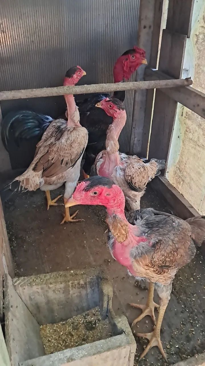 Galo - Foto 2