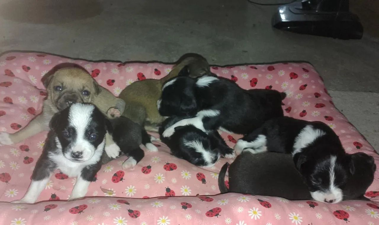 Cachorro que não cresce  - Foto 3