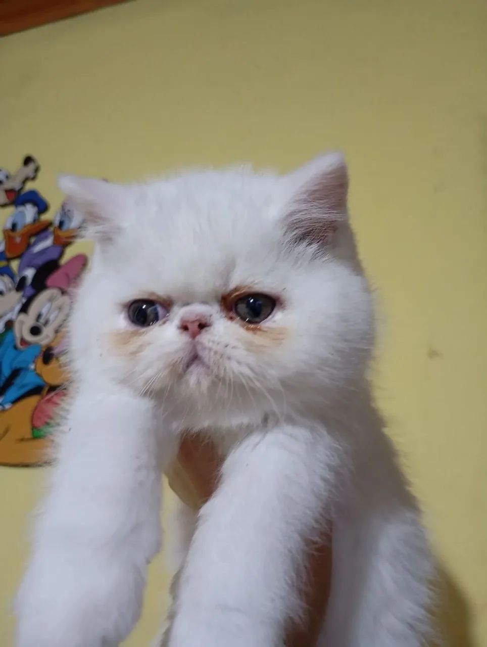 Filhotes de gatos persa exótico branco  - Foto 5