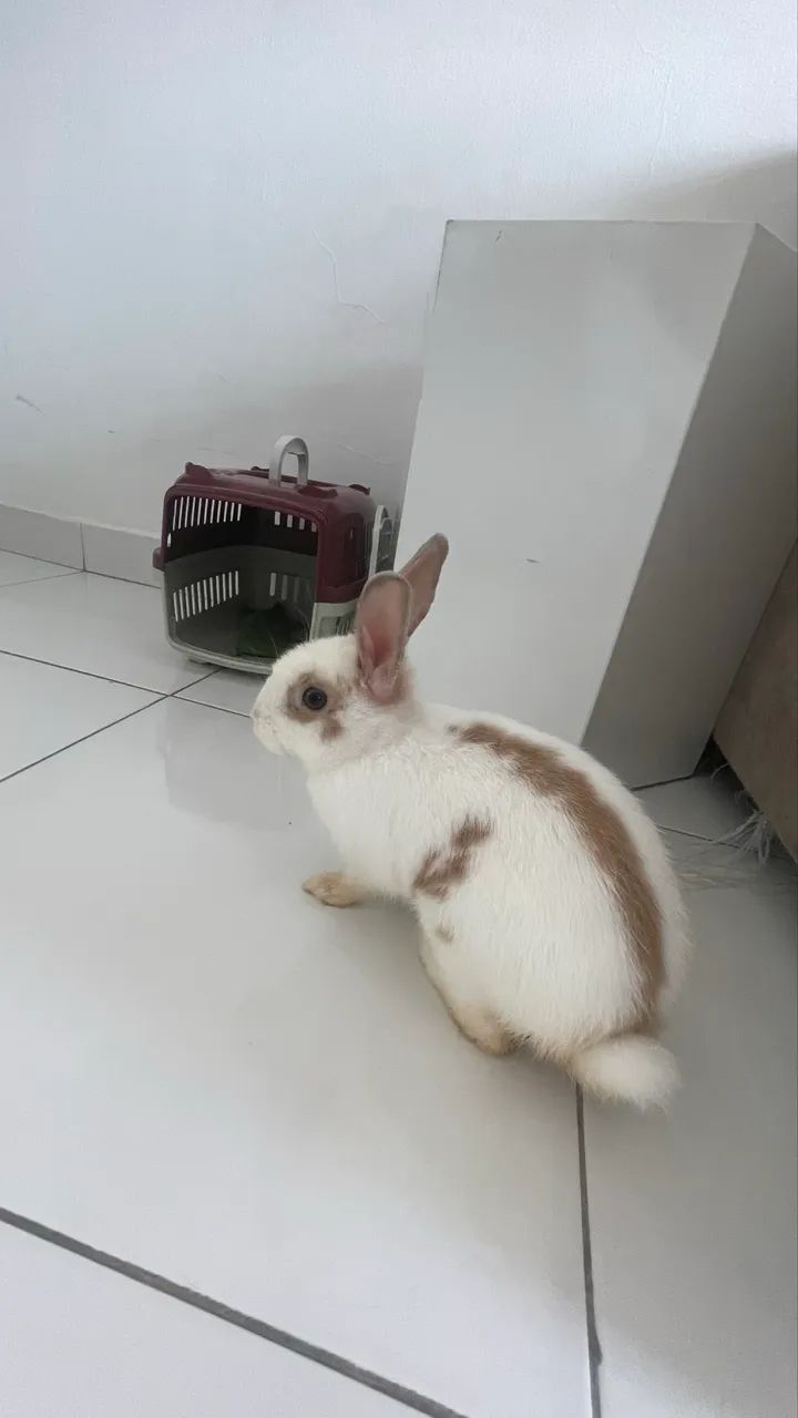 Vendo mini coelho - Foto 2