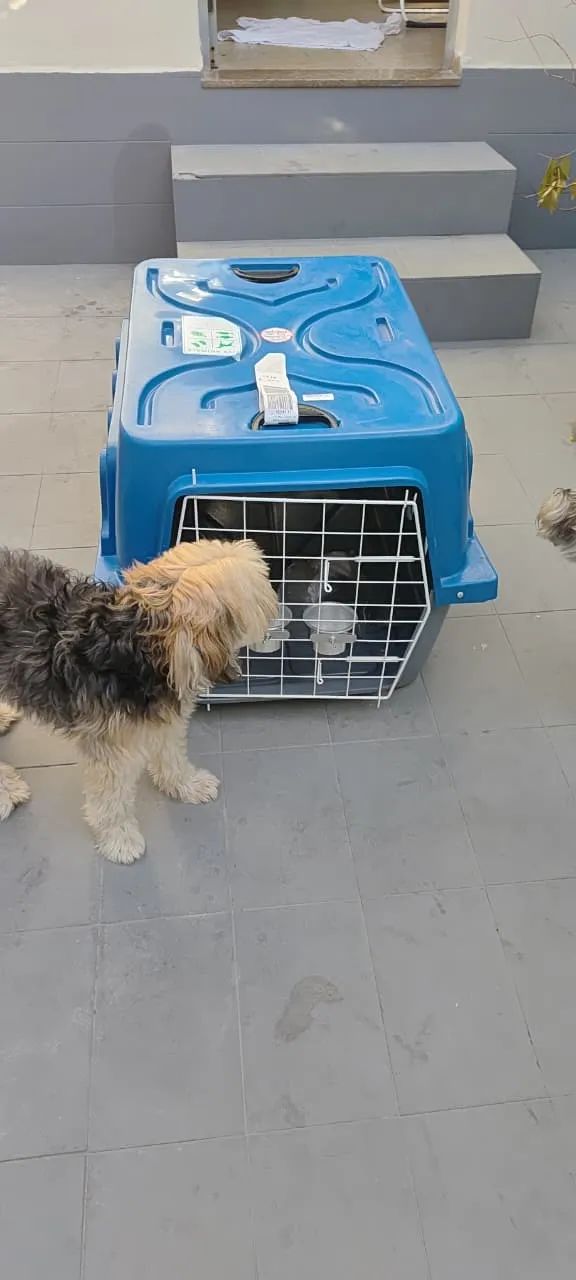 Caixa para transporte aereo Pet