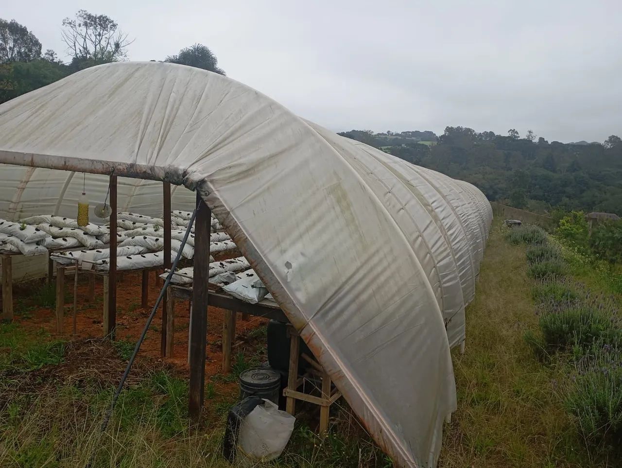 Estufa de Morango