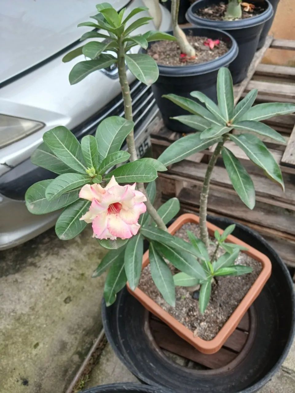 Vendo rosas do Deserto e algumas plantas.  - Foto 2