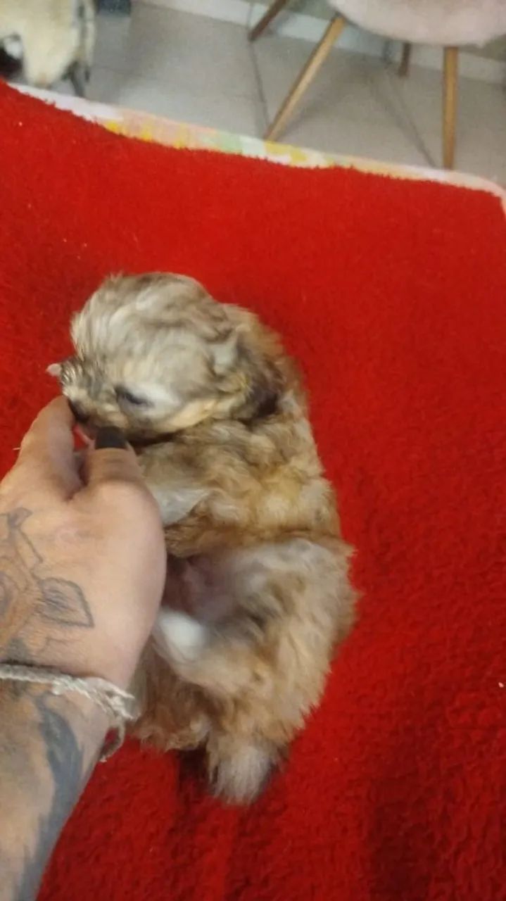 Lhasa Apso  - Foto 2
