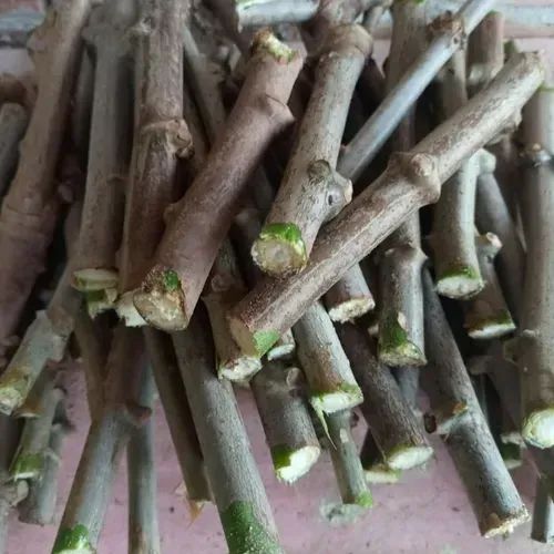 Manivas Mudas Mandioca Novas de Qualidade - Prontas para Plantio