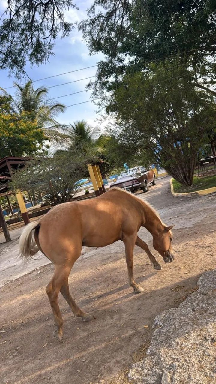 Cavalo Quarto de Milha - Pelagem Palomino - Foto 2