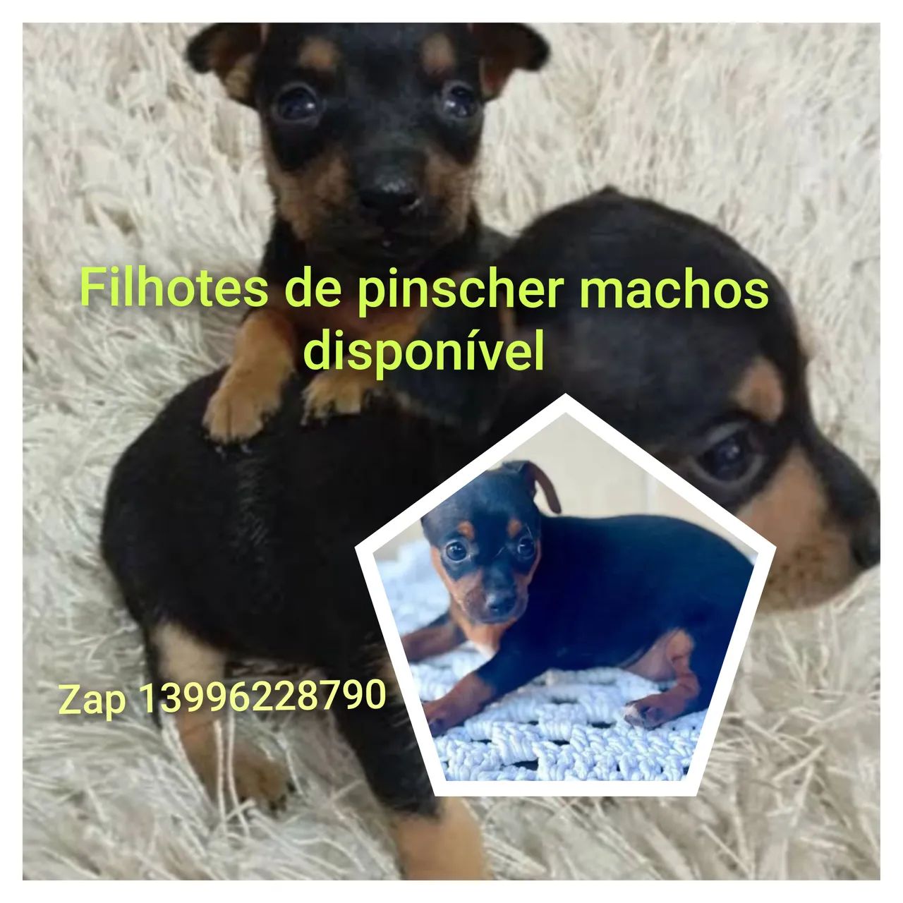 Pinscher machos - Foto 2