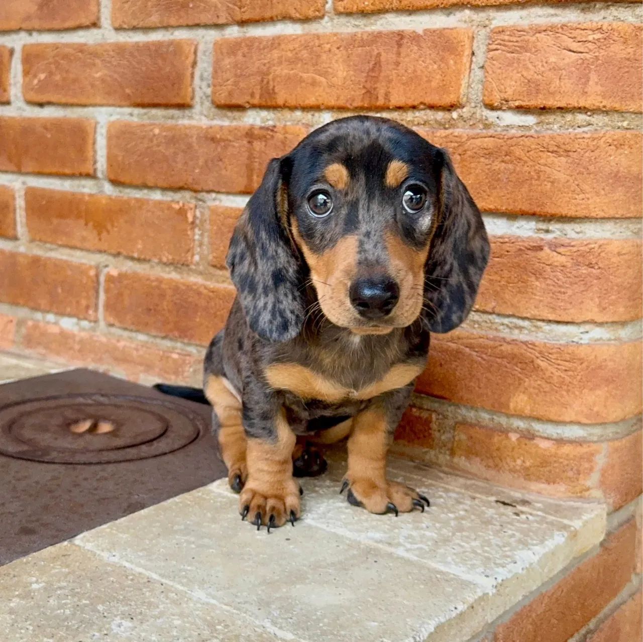 Dachshund Mini - Raça Pura