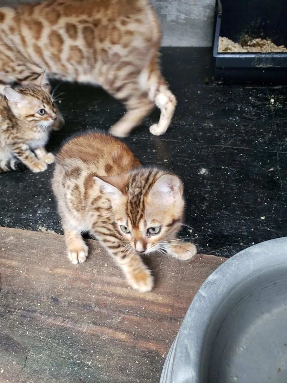 FILHOTE DE GATO BENGAL FEMIA - Foto 3