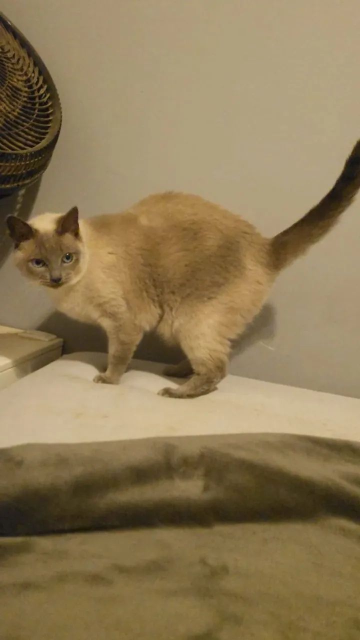 ADOÇÃO RESPONSÁVEL Gato Siamês Cinza e Branco CASTRADO
