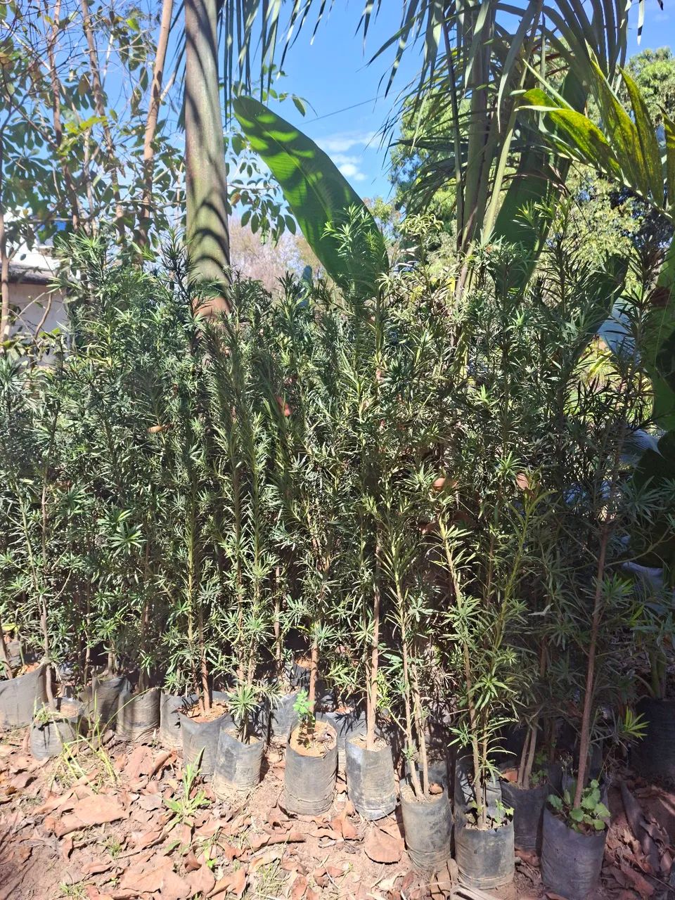 Podocarpo  - Foto 2