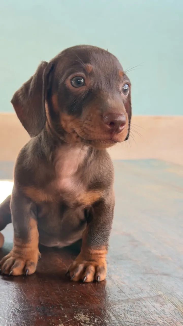 Dachshund macho  - Foto 4