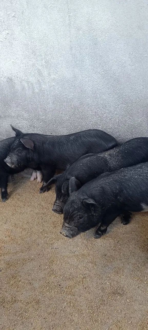 Porco Baé filhotes  - Foto 3