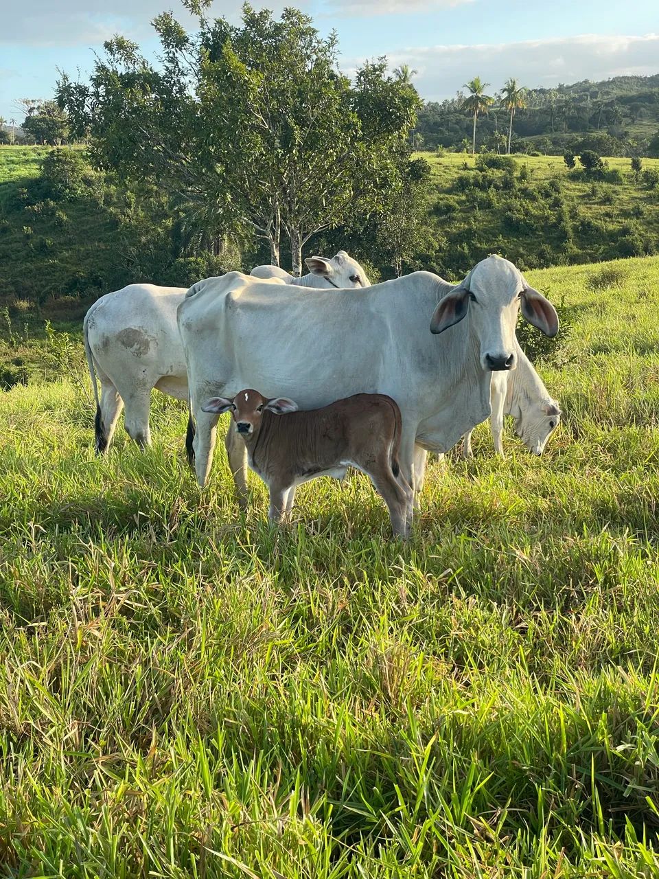 Vaca parida - Foto 3