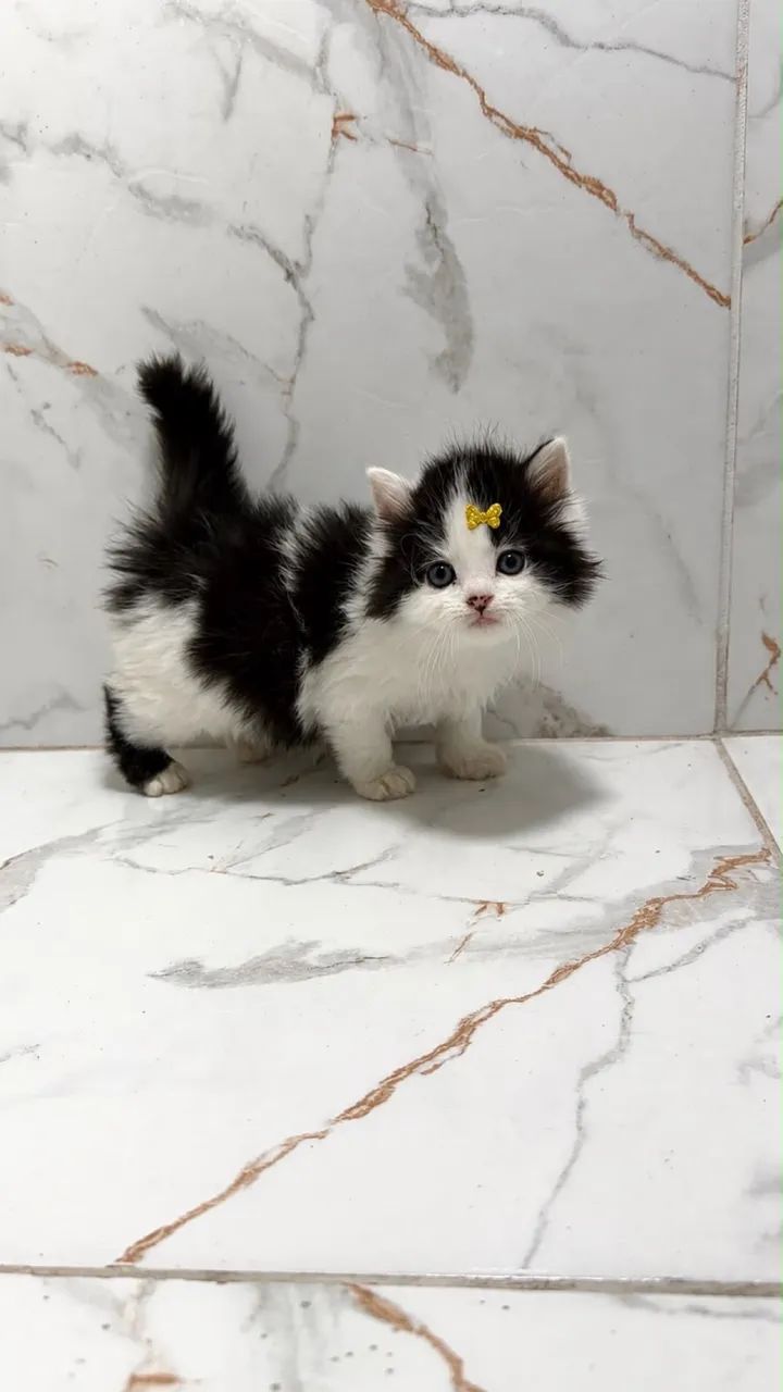 Lindos filhotes angora - Foto 2