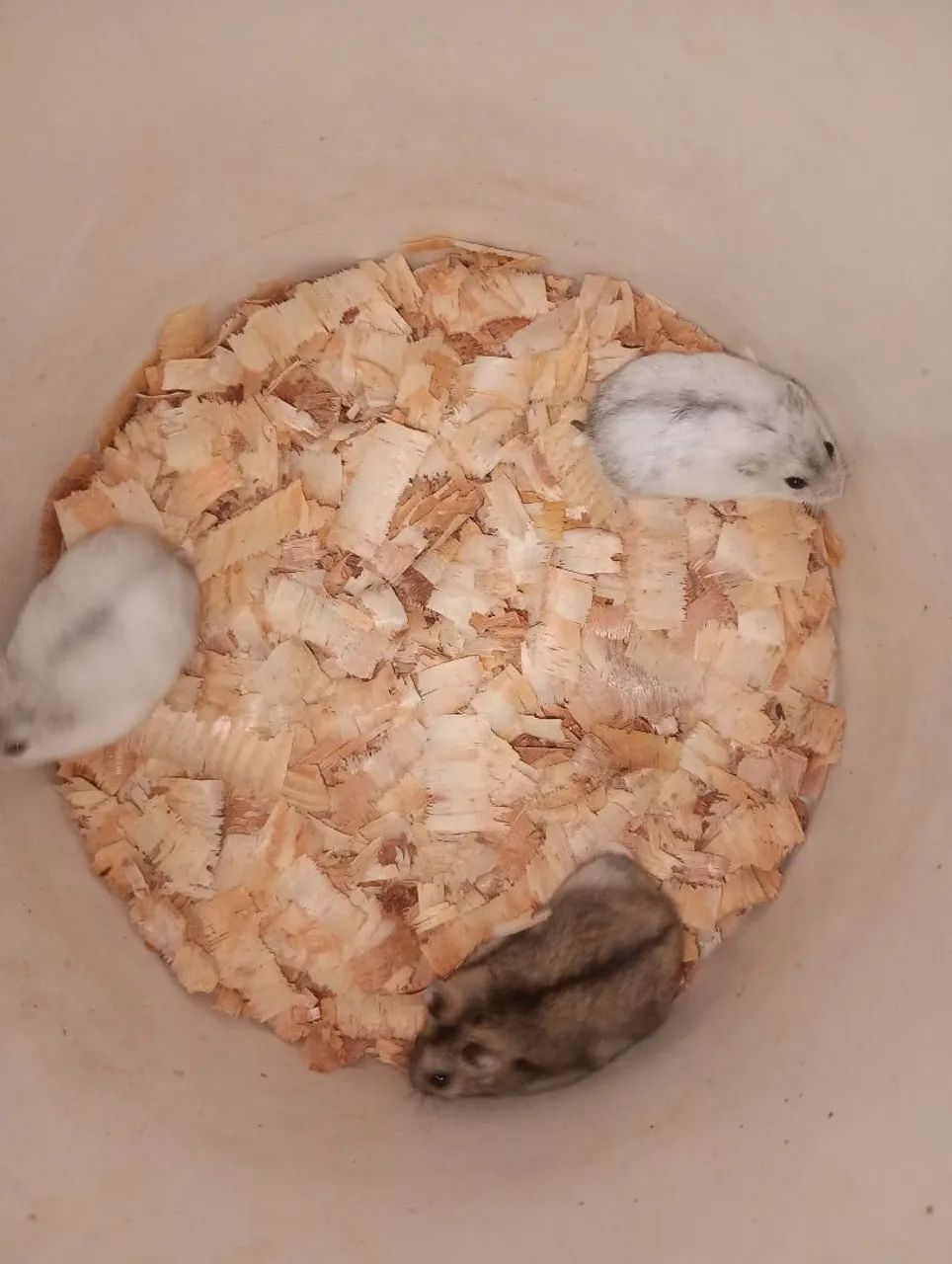Hamster  - Foto 3