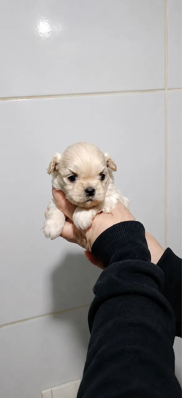Lhasa apso 