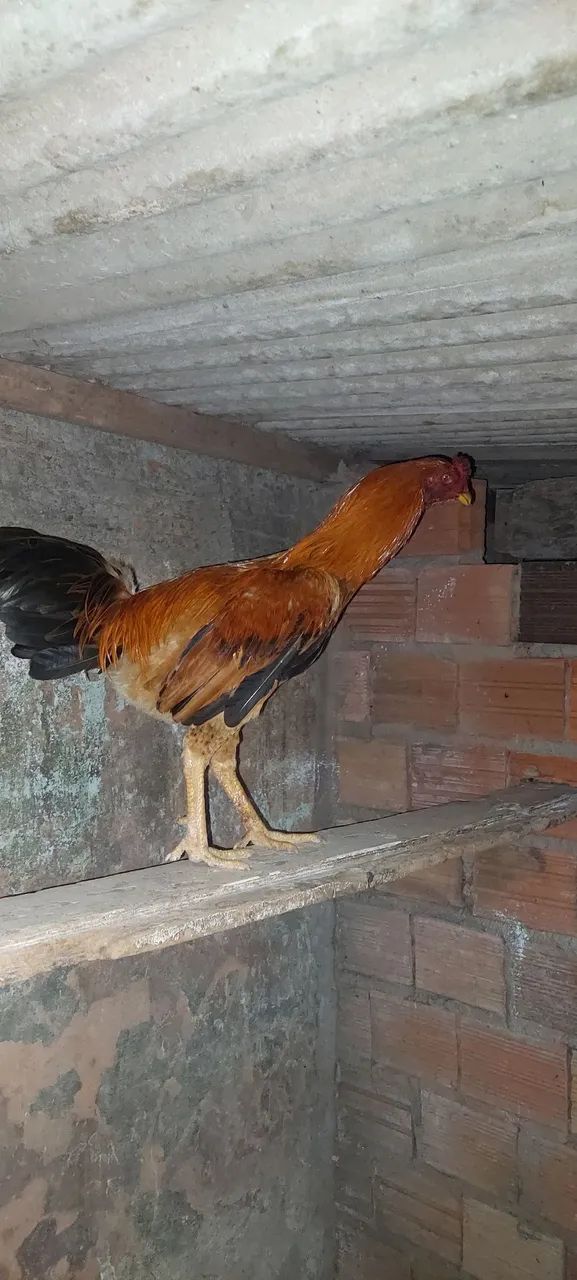 Lindo frango 