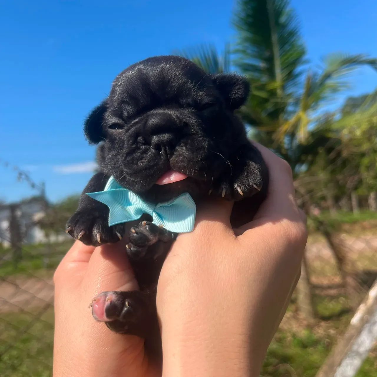 Bulldog Francês Lindas - Foto 2