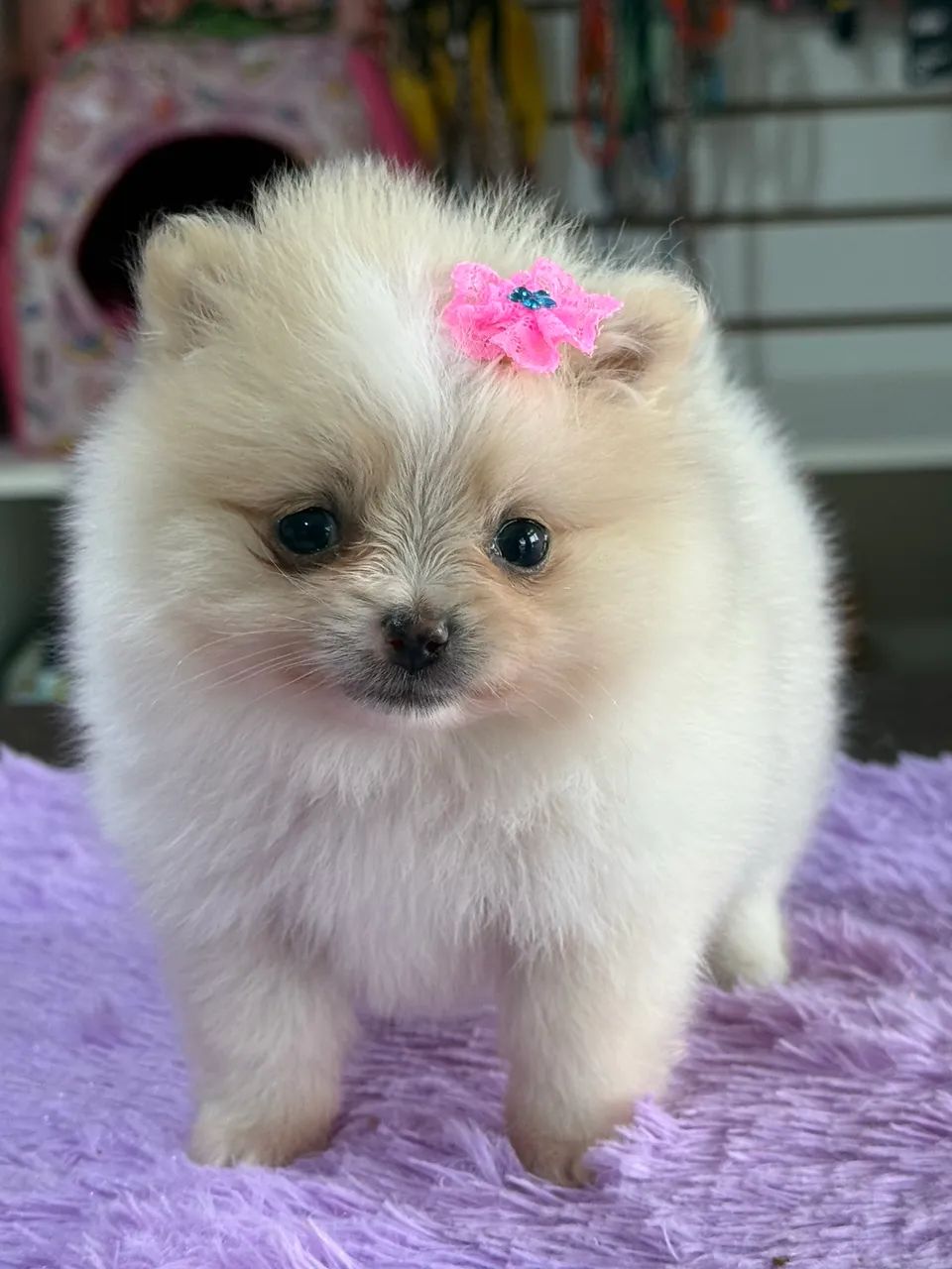 Vendo filhotes de Spitz Alemão 