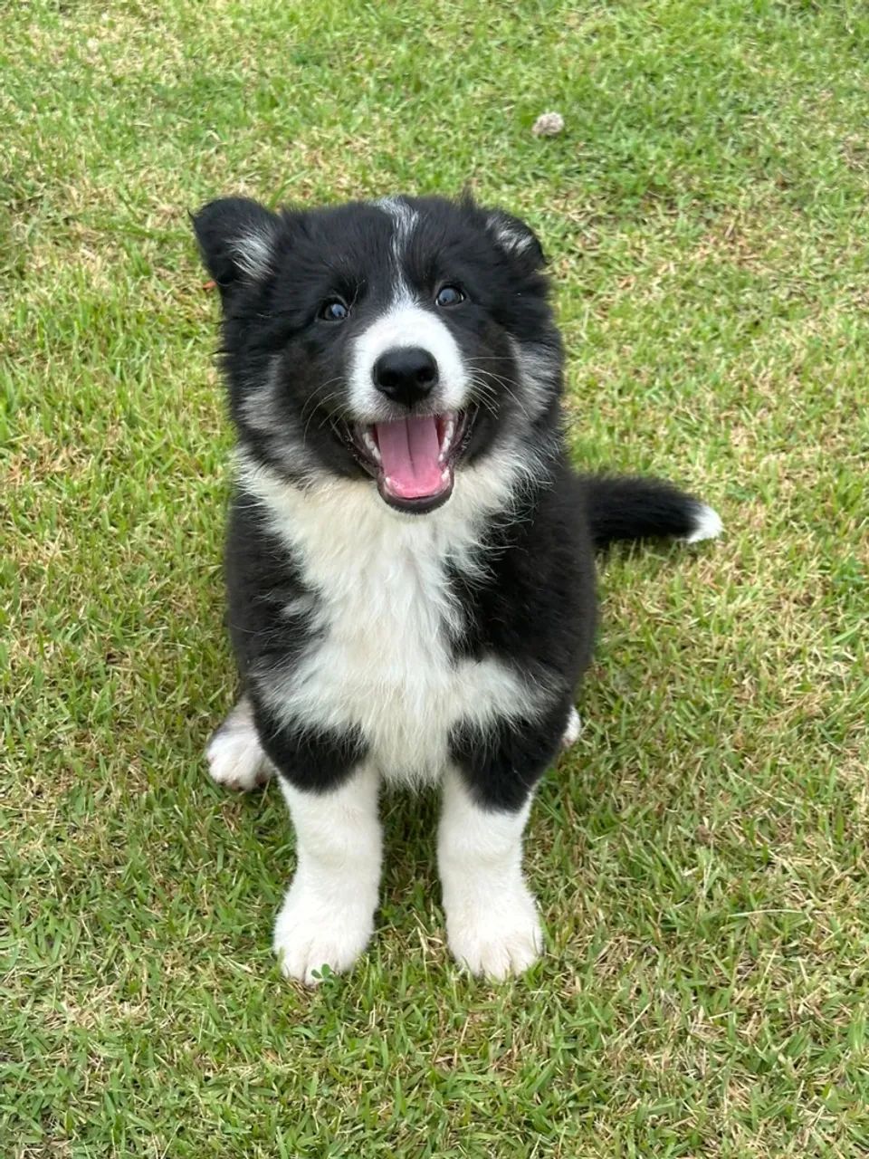 Border collie macho