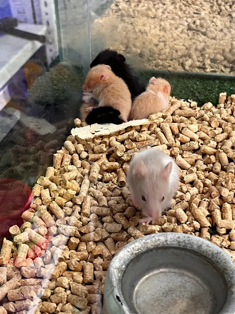 Hamster sírio  - Foto 3