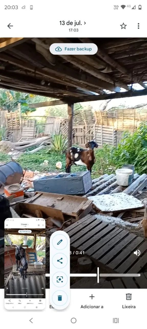 Vendo cabritos e cabras  - Foto 2