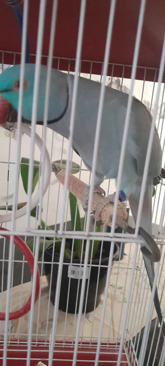 Pet lindo