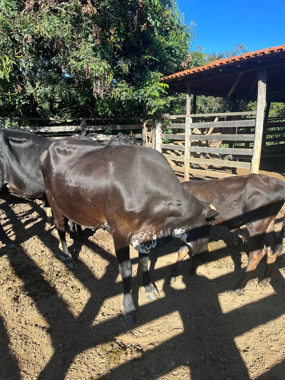 Vacas leiteiras - Foto 4