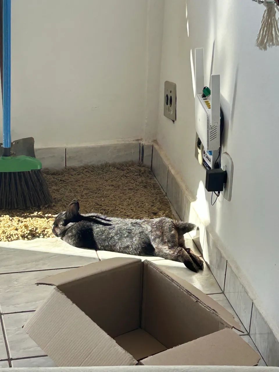 Doação de coelho  - Foto 2